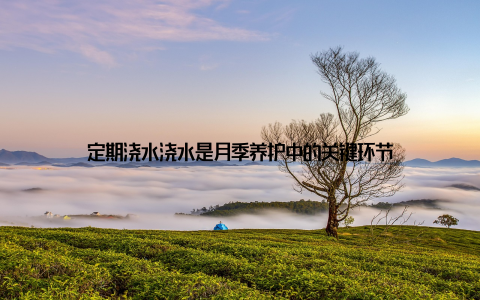 定期浇水浇水是月季养护中的关键环节