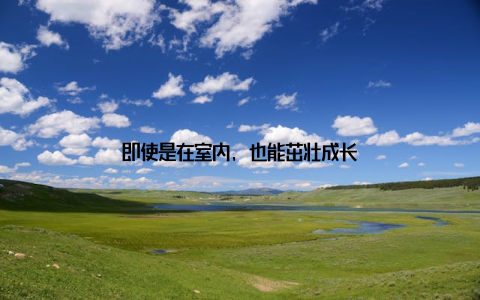 即使是在室内, 也能茁壮成长