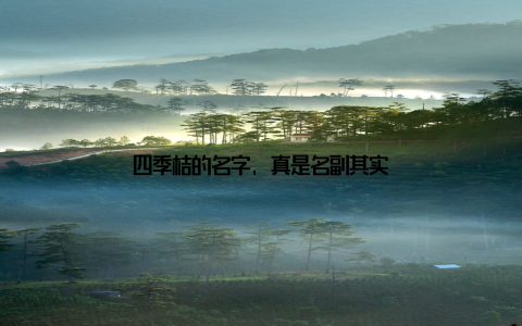 四季桔的名字, 真是名副其实