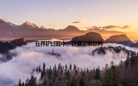 在养护过程中, 还要定期修剪