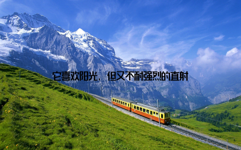 它喜欢阳光, 但又不耐强烈的直射