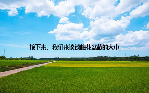 接下来, 我们来谈谈梅花盆栽的大小
