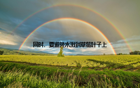 同时, 要避免水溅到草莓叶子上