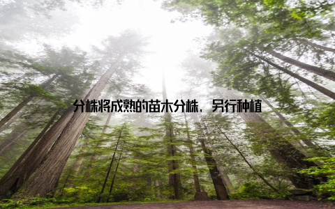 分株将成熟的苗木分株, 另行种植