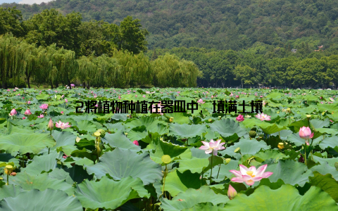 2将植物种植在器皿中, 填满土壤