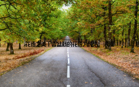 花语之美丁香盆栽的花语为纯洁、浪漫