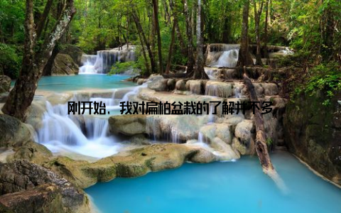 刚开始, 我对扁柏盆栽的了解并不多