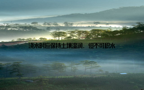 浇水时应保持土壤湿润, 但不可积水