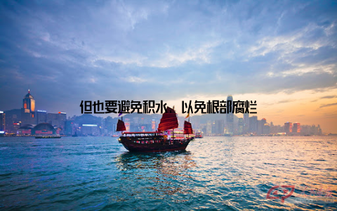 但也要避免积水, 以免根部腐烂
