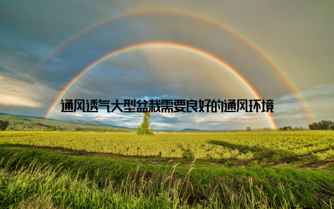 通风透气大型盆栽需要良好的通风环境
