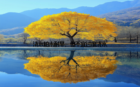 浇水柏木耐旱, 但不宜过度浇水