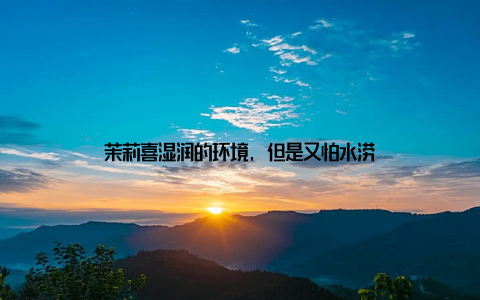 茉莉喜湿润的环境, 但是又怕水涝