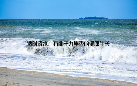 适时浇水, 有助于九里香的健康生长