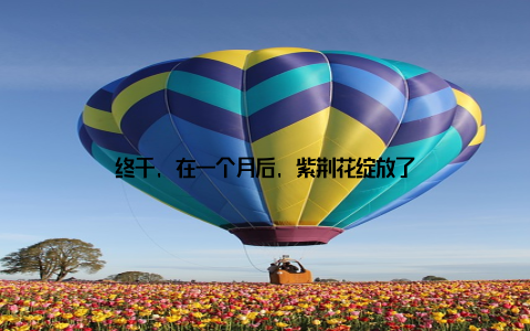 终于, 在一个月后, 紫荆花绽放了