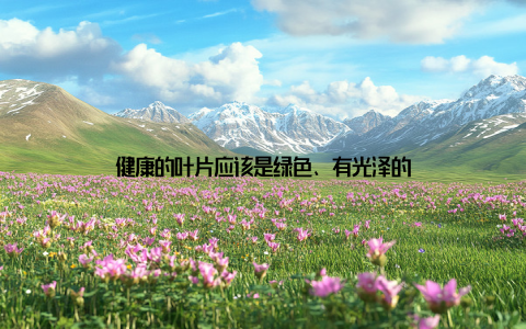 健康的叶片应该是绿色、有光泽的