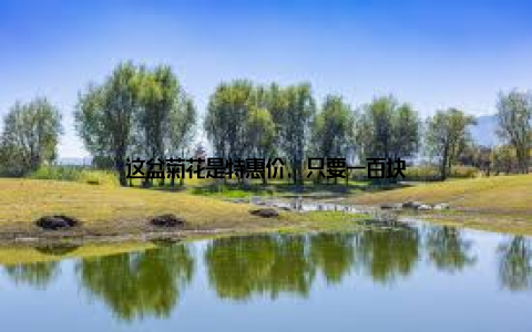 这盆菊花是特惠价, 只要一百块