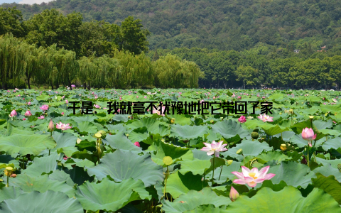 于是, 我就毫不犹豫地把它带回了家
