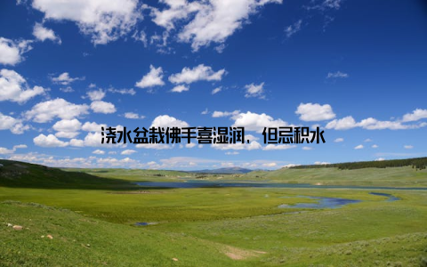 浇水盆栽佛手喜湿润, 但忌积水