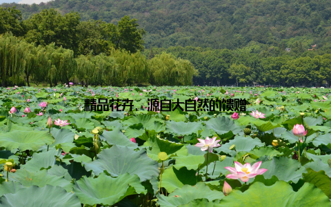 精品花卉, 源自大自然的馈赠