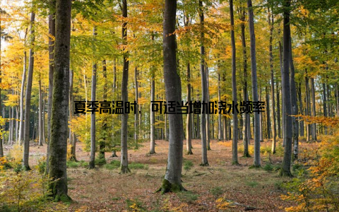 夏季高温时, 可适当增加浇水频率