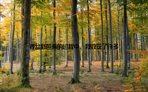 养盆栽芭蕉的过程中, 我收获了许多