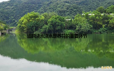 适时浇水浇水是养花的重要环节