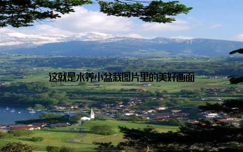 这就是水养小盆栽图片里的美好画面