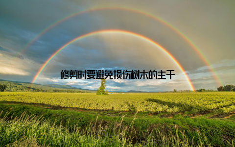 修剪时要避免损伤树木的主干