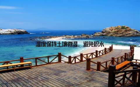 湿度保持土壤微湿, 避免积水