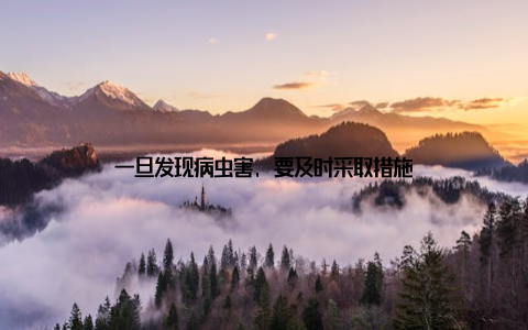 一旦发现病虫害, 要及时采取措施