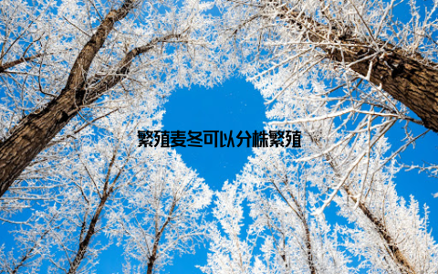 繁殖麦冬可以分株繁殖