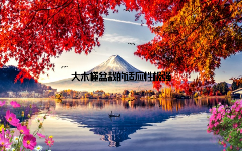 大木槿盆栽的适应性极强