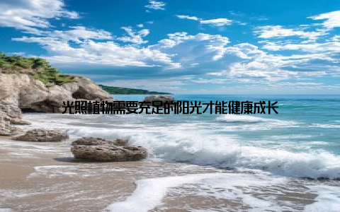 光照植物需要充足的阳光才能健康成长