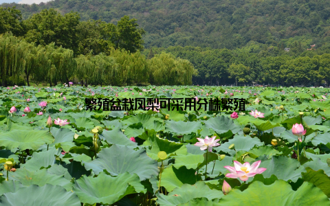 繁殖盆栽凤梨可采用分株繁殖