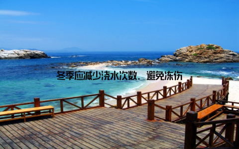 冬季应减少浇水次数, 避免冻伤