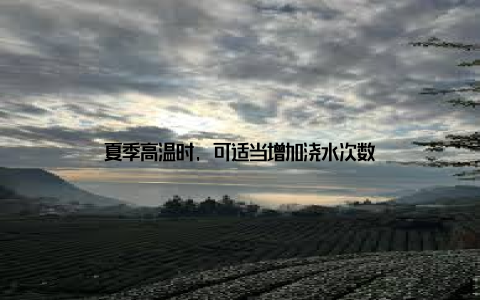 夏季高温时, 可适当增加浇水次数
