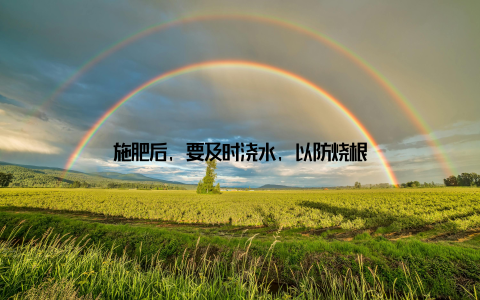 施肥后, 要及时浇水, 以防烧根