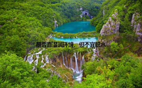 茴香喜湿润环境, 但不宜积水