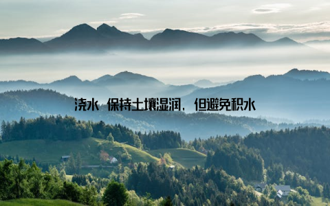 浇水 保持土壤湿润, 但避免积水