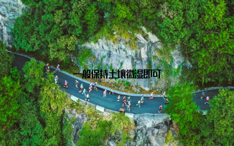 一般保持土壤微湿即可