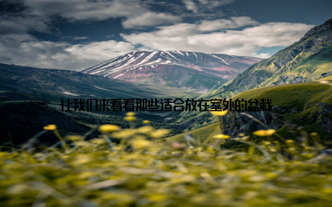 让我们来看看那些适合放在室外的盆栽