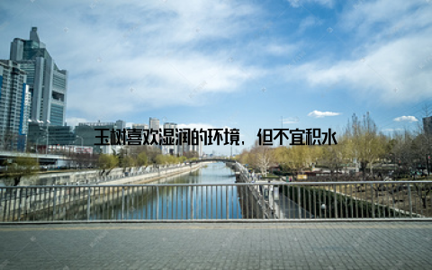 玉树喜欢湿润的环境, 但不宜积水