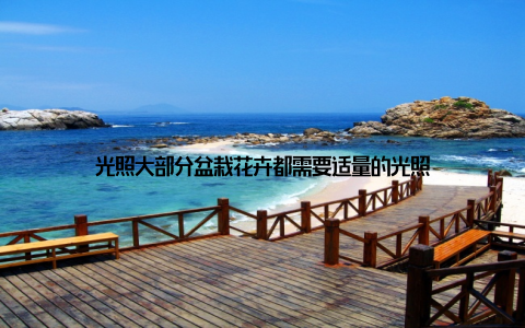 光照大部分盆栽花卉都需要适量的光照