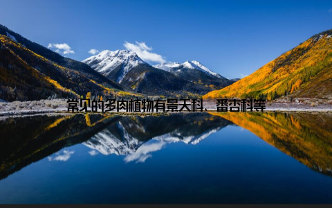 常见的多肉植物有景天科、番杏科等