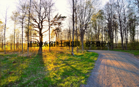 适当浇水保持土壤湿润, 但不要积水