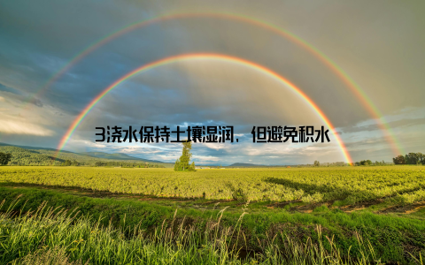 3浇水保持土壤湿润, 但避免积水