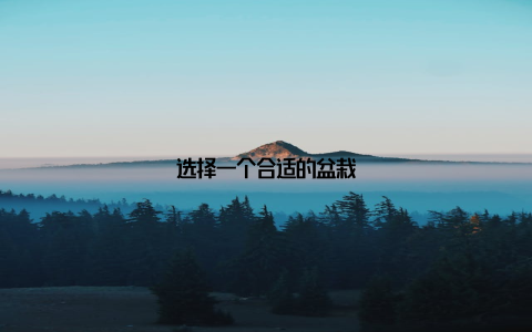 选择一个合适的盆栽