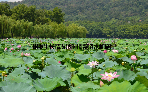 根据生长情况适时调整浇水和施肥