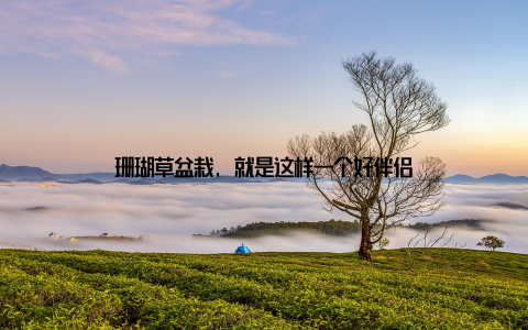 珊瑚草盆栽, 就是这样一个好伴侣