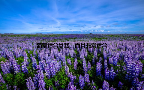 葡萄适合盆栽, 而且非常适合